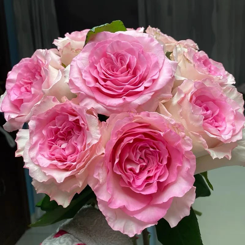 洛神玫瑰拒收不售后