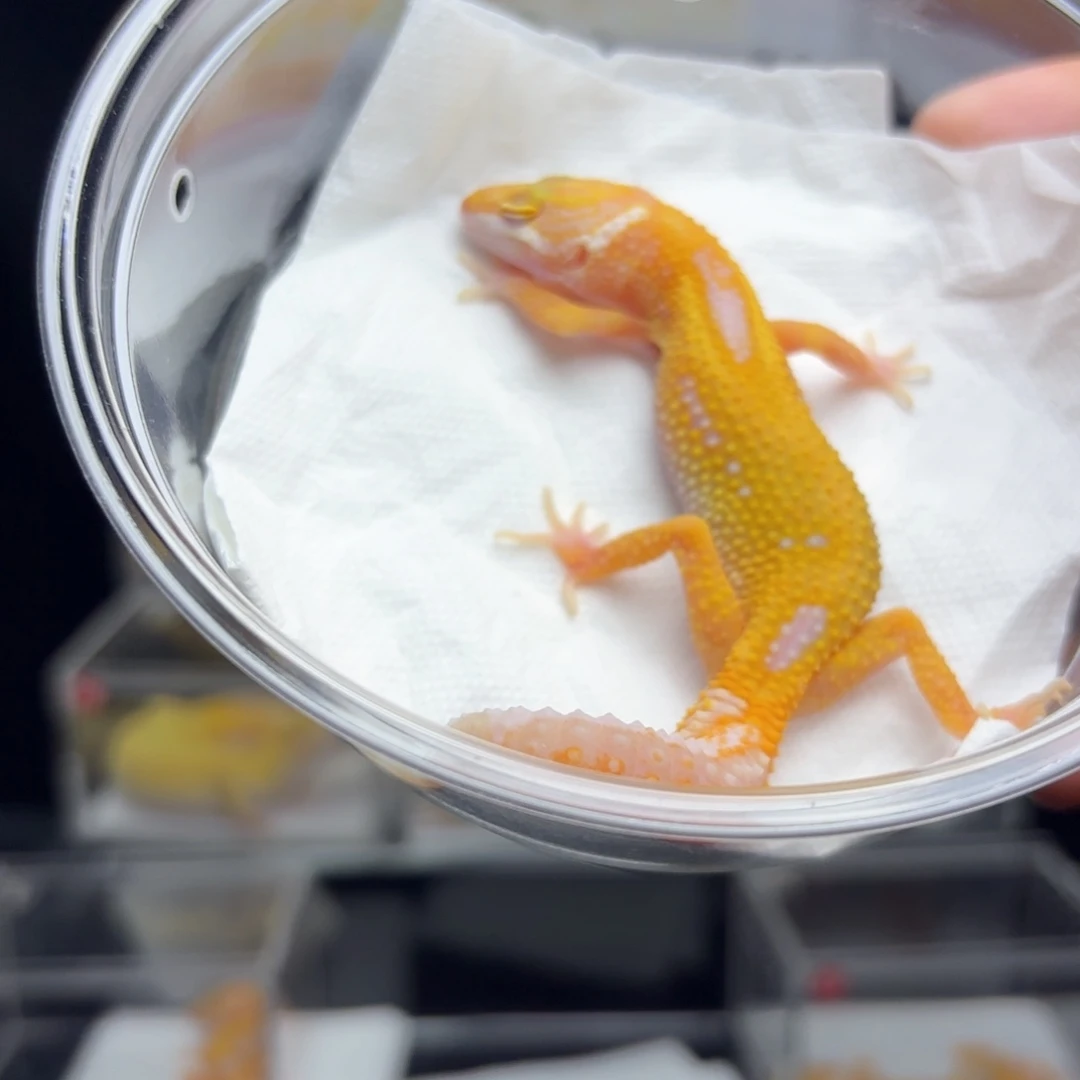 豹纹守宫白黄暴龙母温