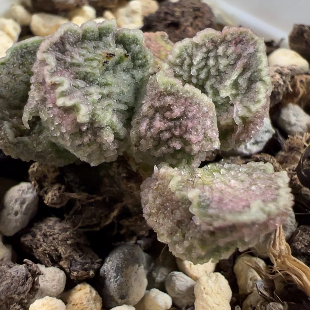 实生新品多肉植物水泡多肉植物