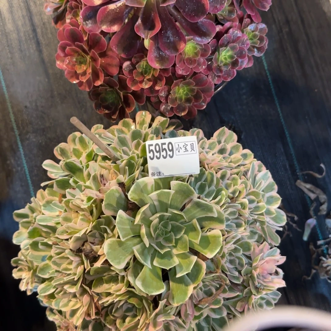 扁***花组合多肉5958➕5959