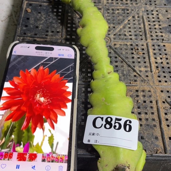 当前无花栽培后可以开花856