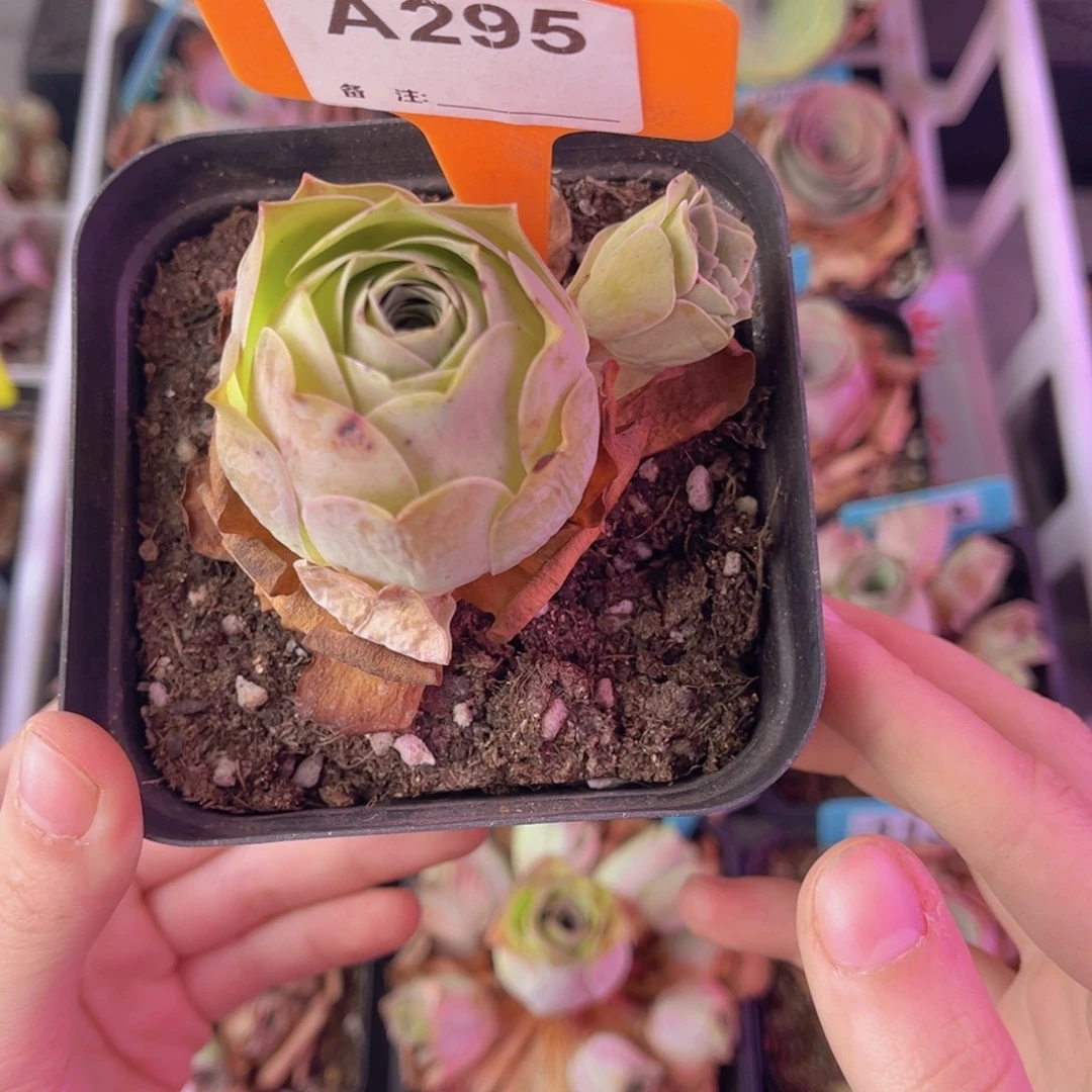 单品一物一拍295号