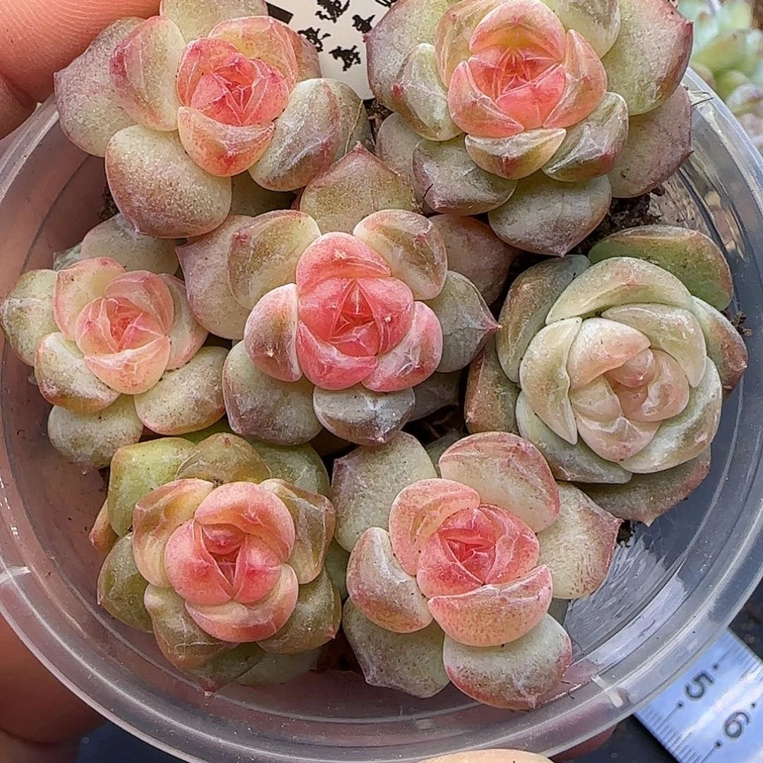 463一糖心【满29包邮非偏远】