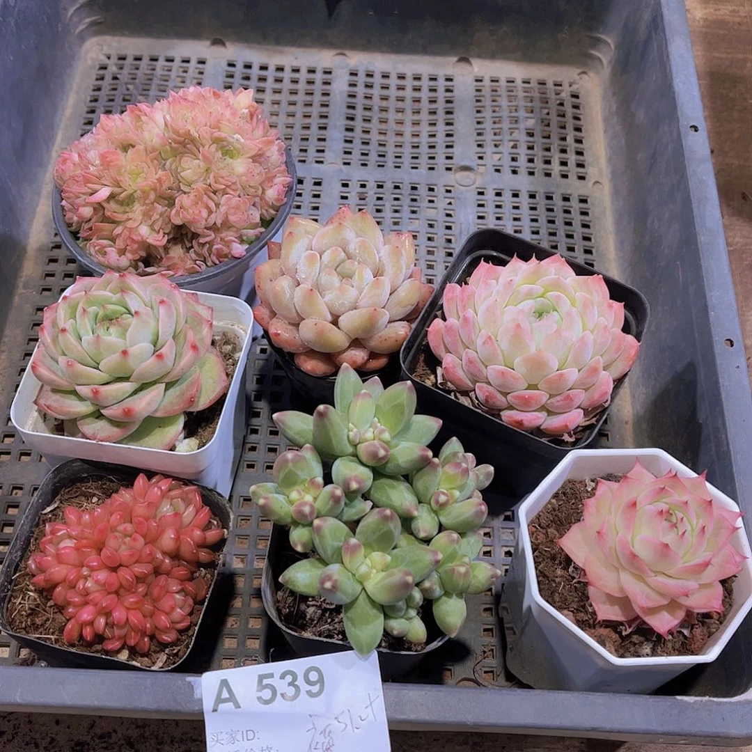 多肉539多肉植物