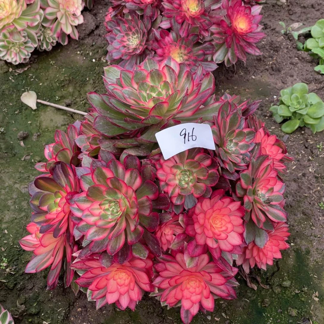 老五多肉9161111111