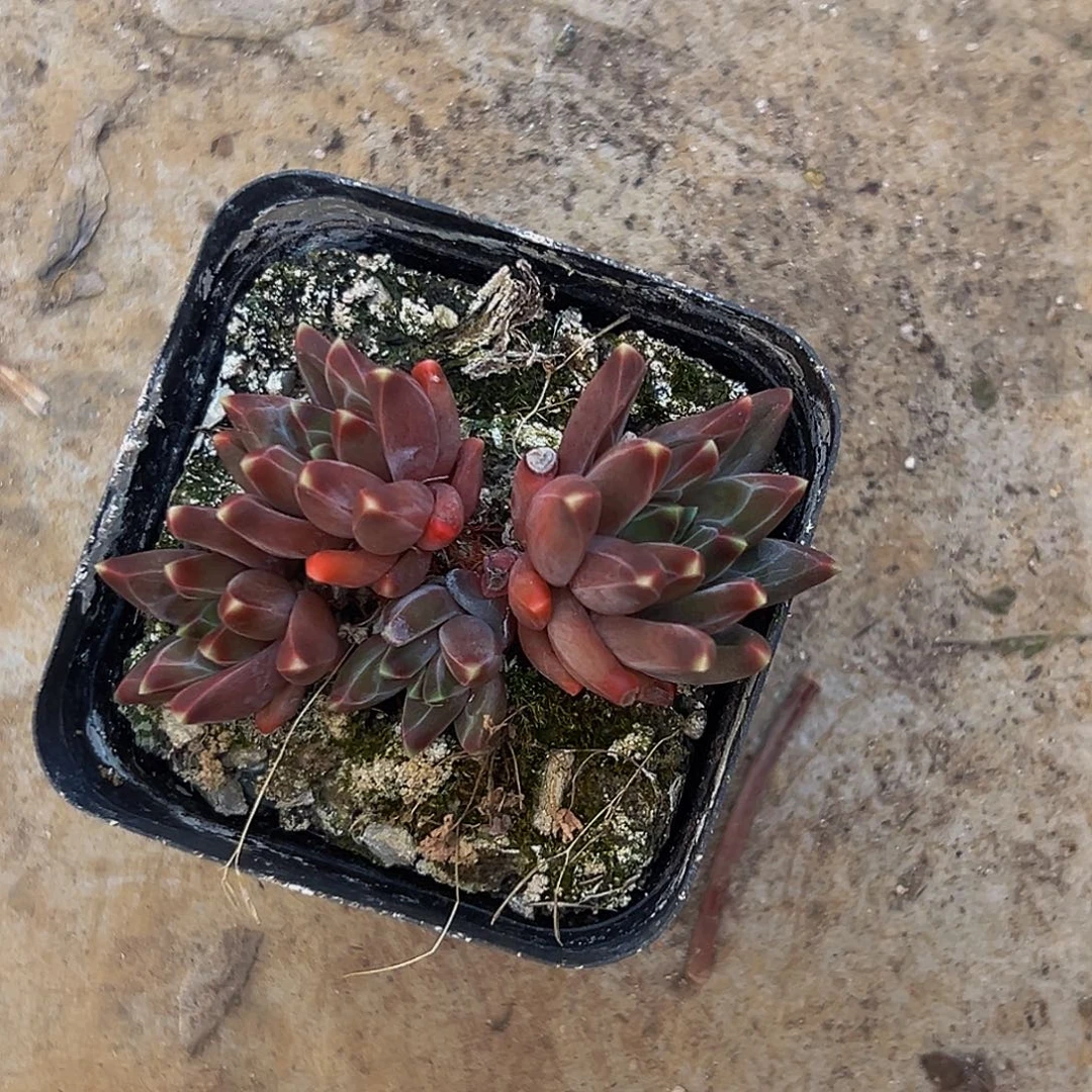 美美金品多肉美人系