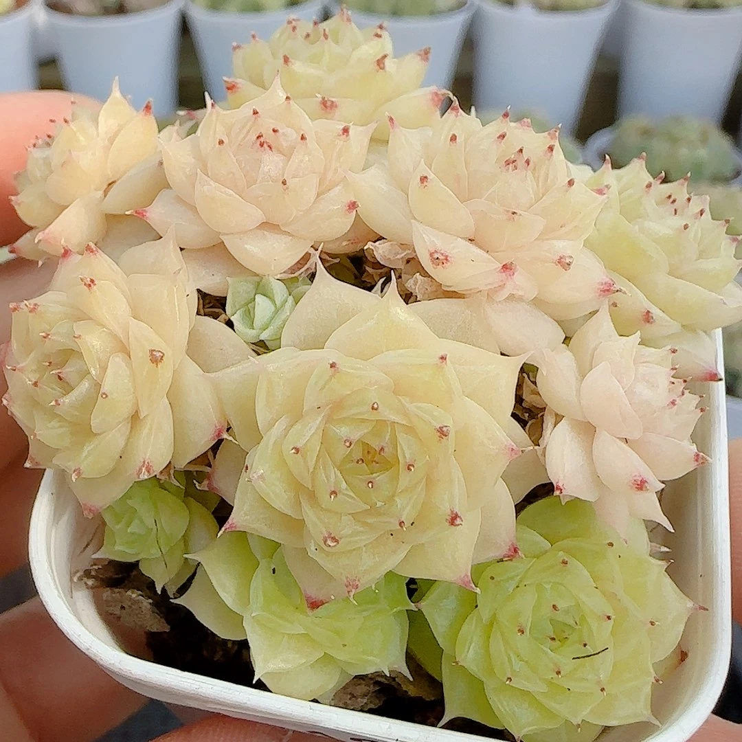 1116-133（ht-57）优选