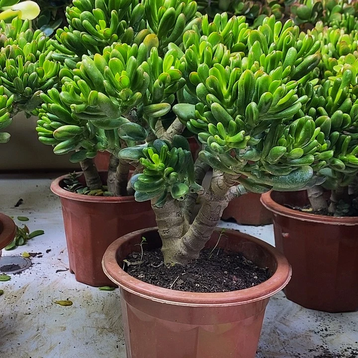 招财猫一物一拍多肉植物