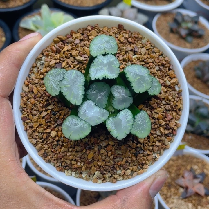 天照万象十二卷多肉