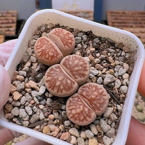 2123菊纹章菊花纹脱土发货