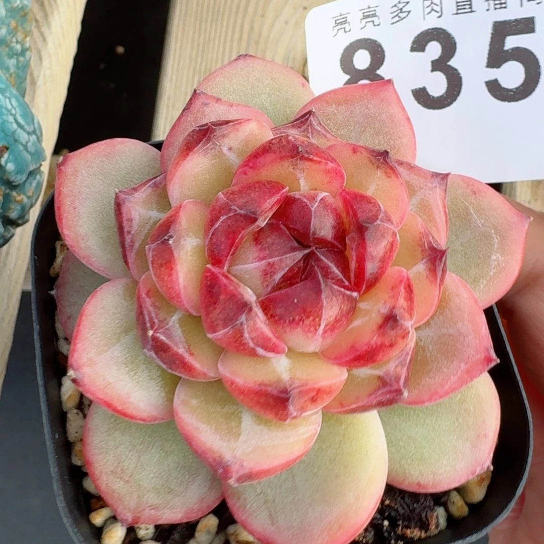 孤品      愿你一路坦途，乘风破浪展宏图