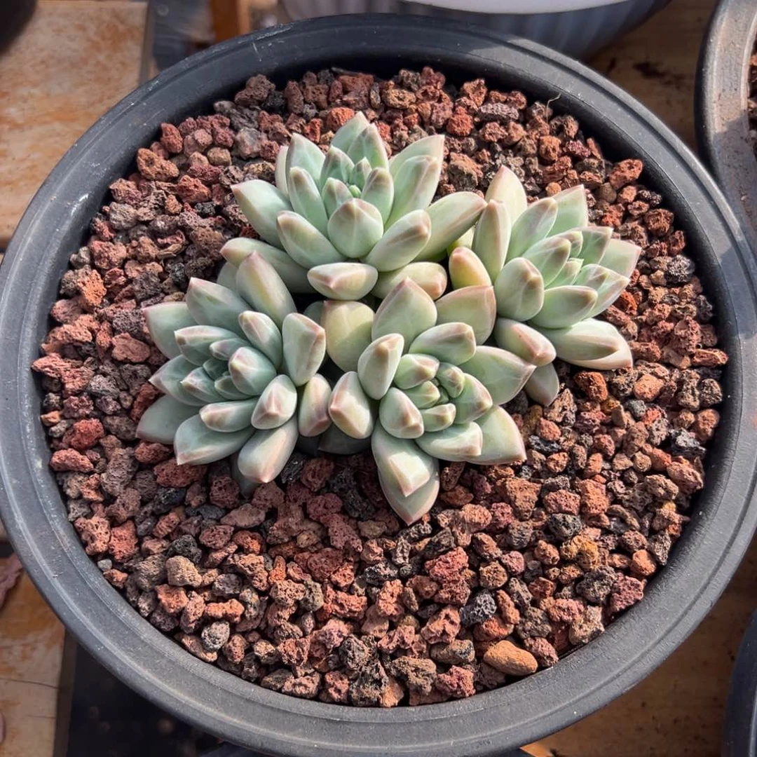 多肉绿源美人【非偏远地区满18包邮】