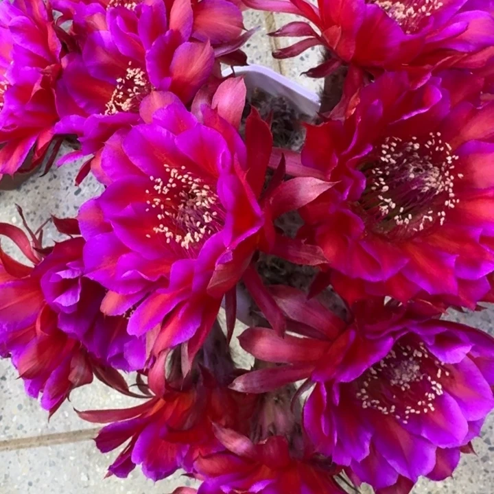 1彩草甲34歪4公分左右无根侧牙，20包邮