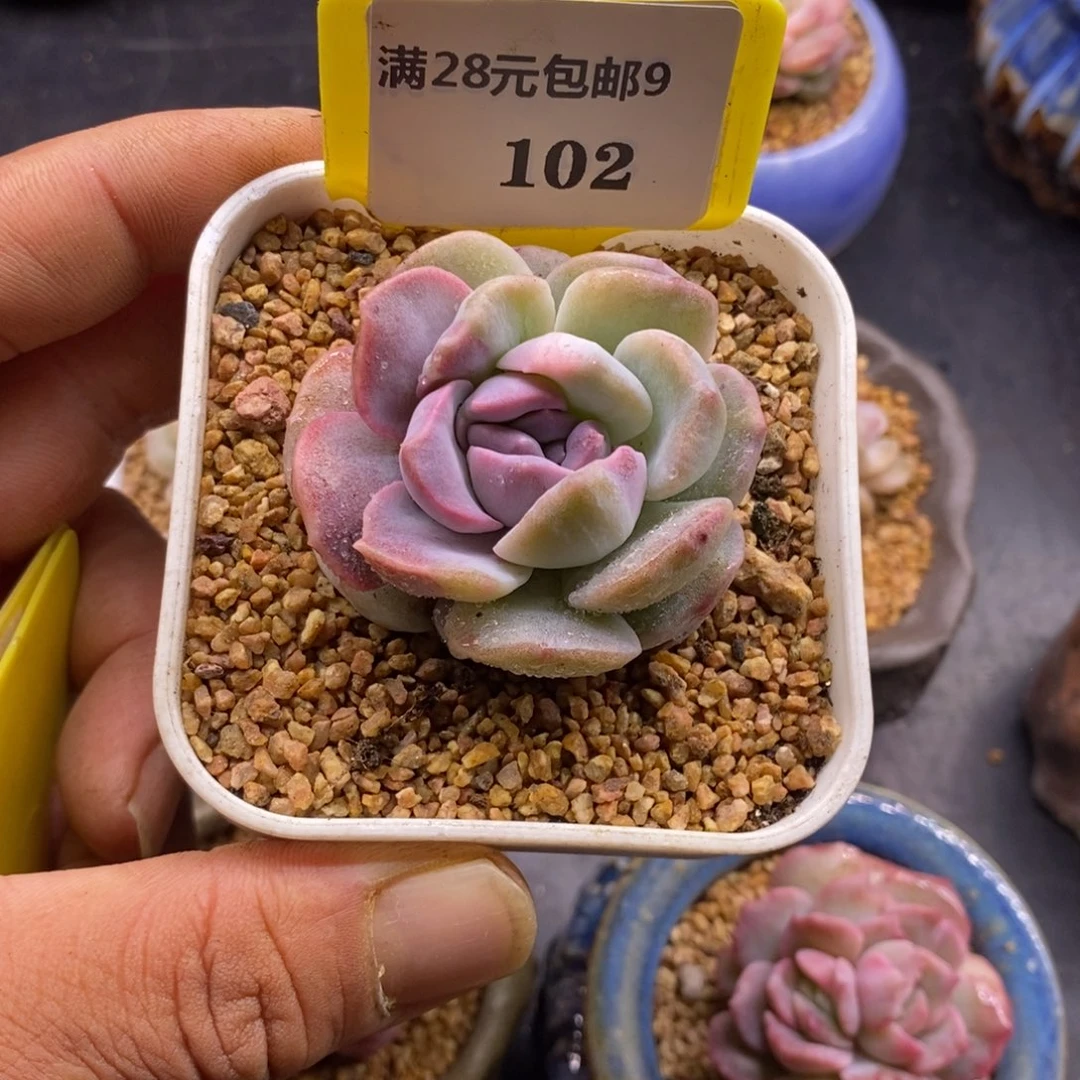 毅****果9102糖心石化拉丝锦多肉植物