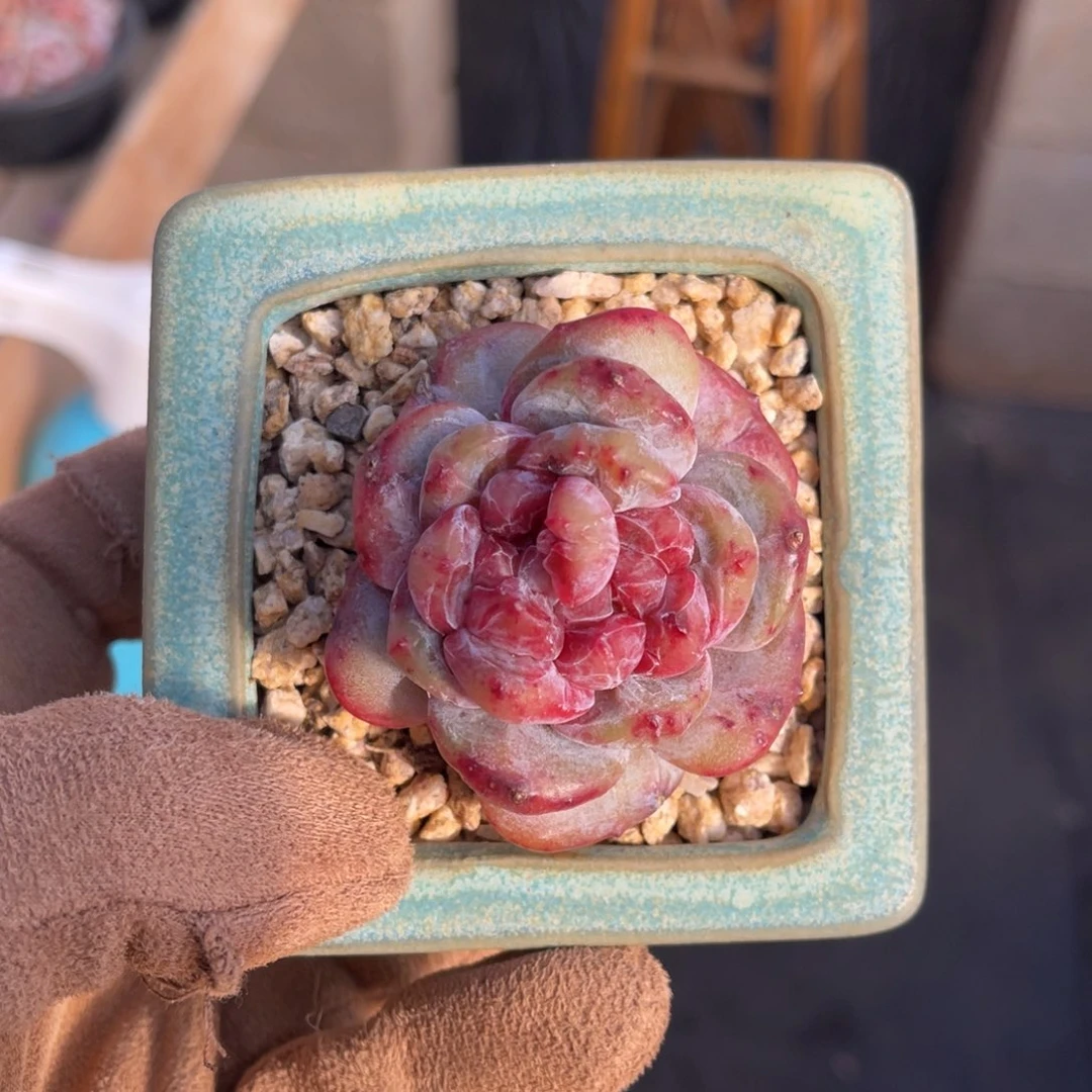 石榴籽星影石化满68包邮