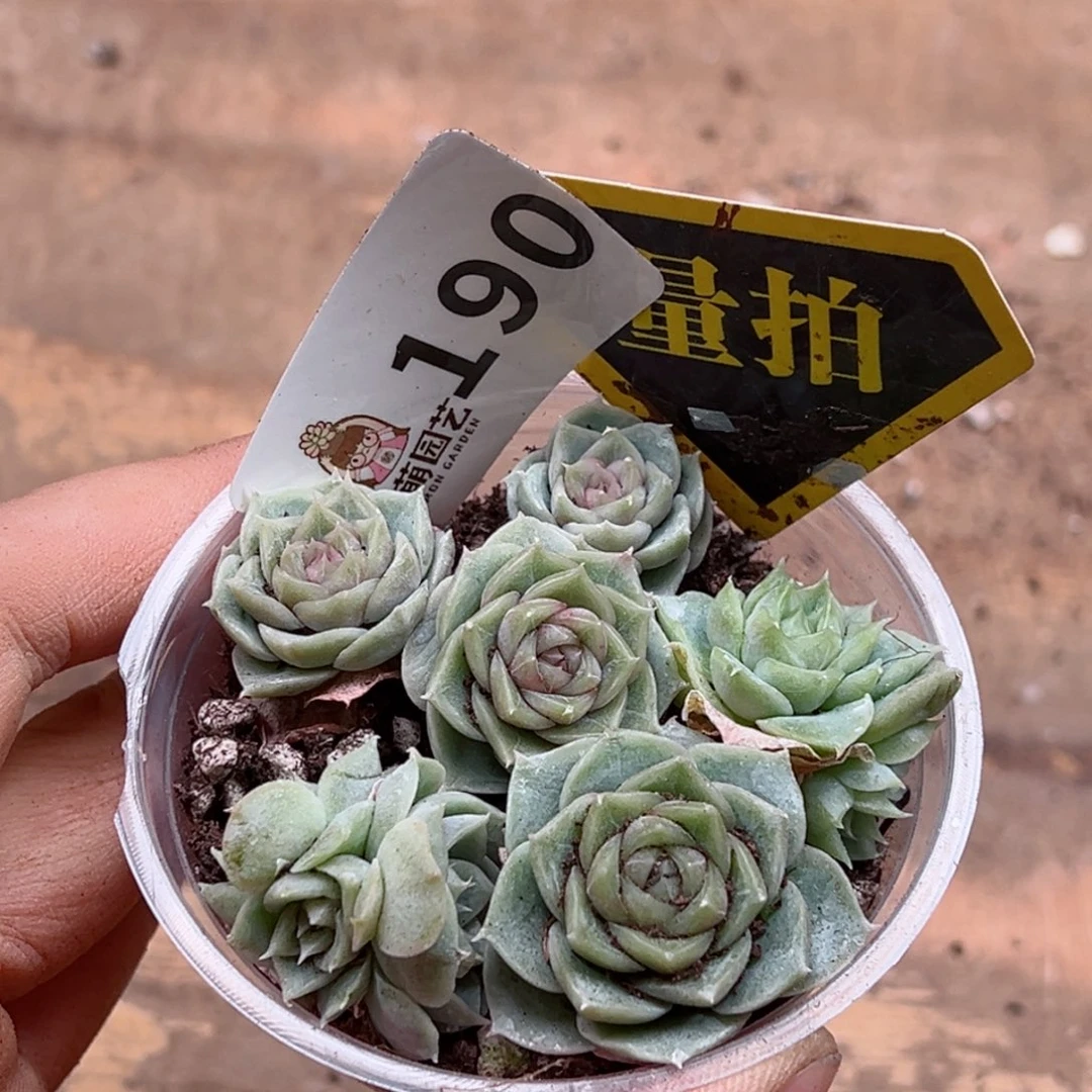 多肉植物多肉植物