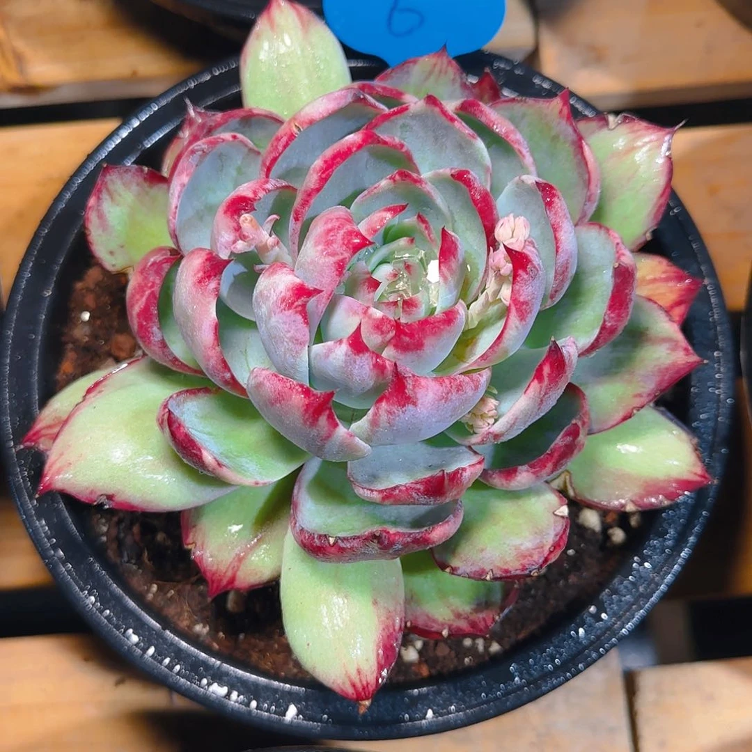 舍*惊鸿仙子一物一拍6号