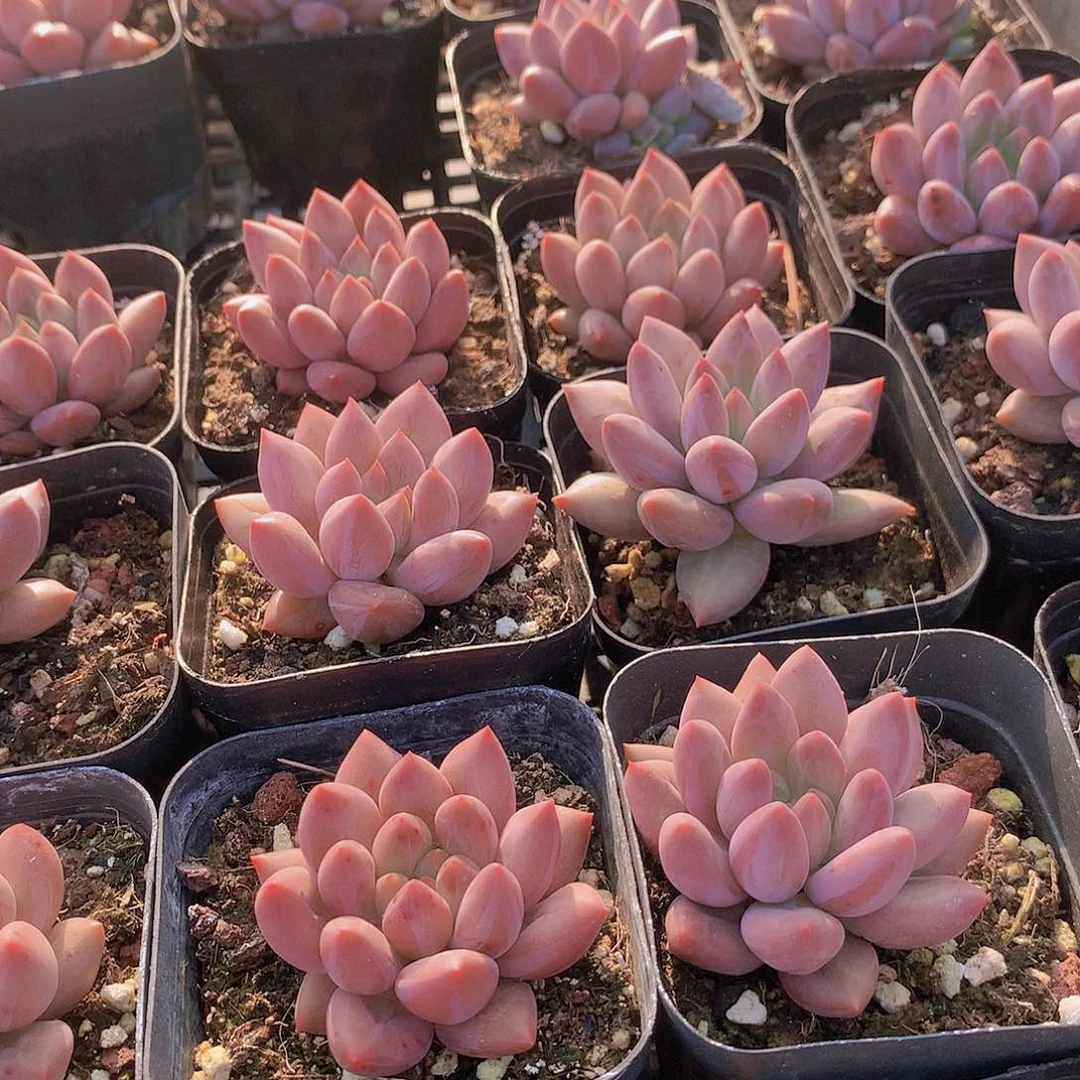 两颗胖体水晶球234677889999