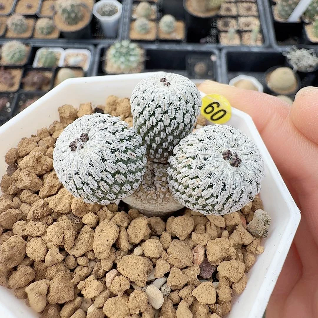 实生精巧殿群生脱土发货