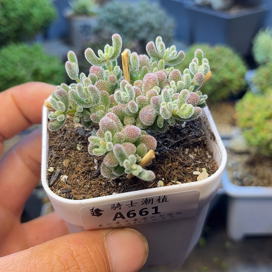 661优选冰晶枝干多肉
