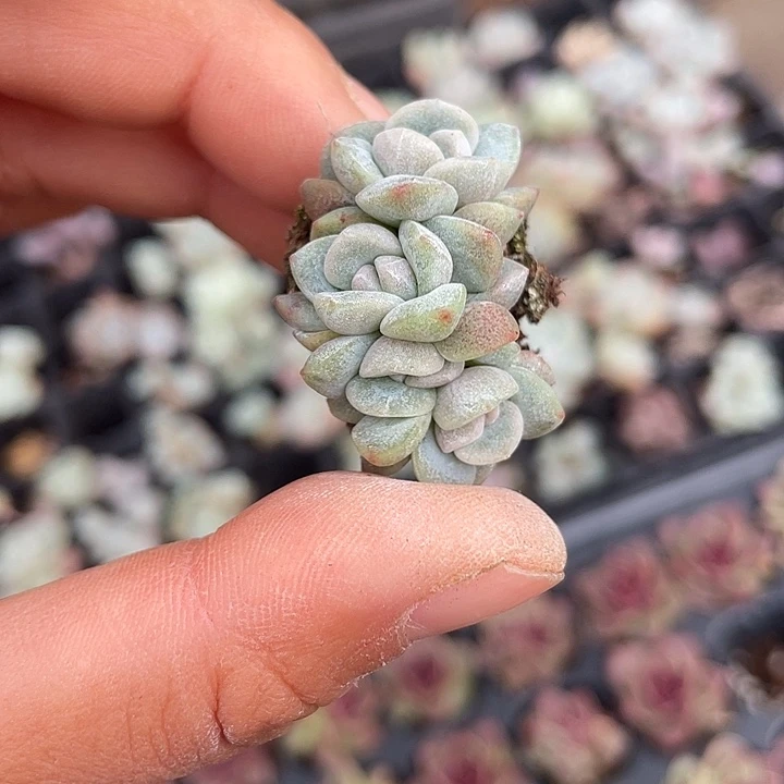 一物一拍满18包邮