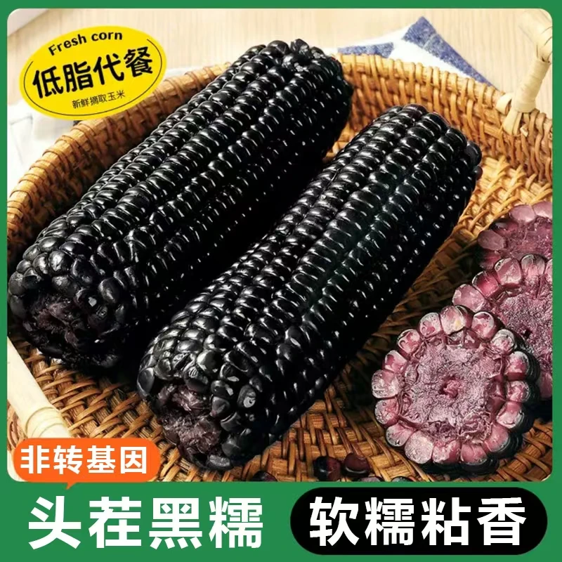 山西黑糯玉米8根300-350g【可试吃1根】软糯香黏非转基因含花青素