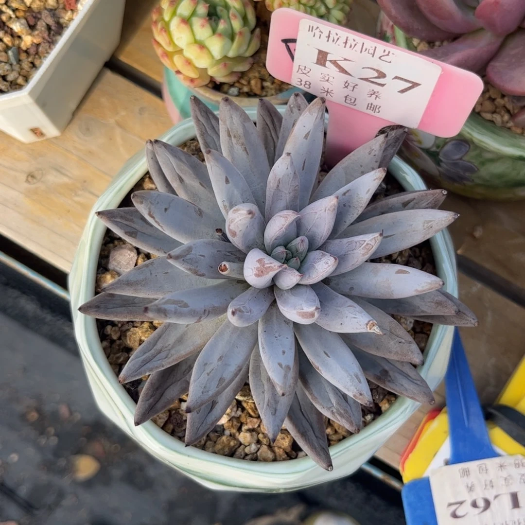 辉*多肉植物1111111111