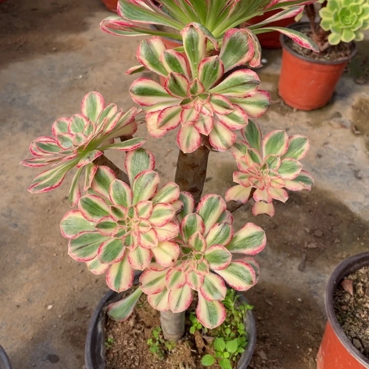 884微锦多肉123456789