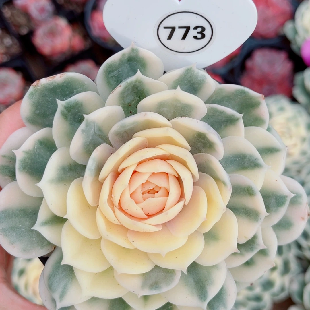 773号昂斯洛锦单头