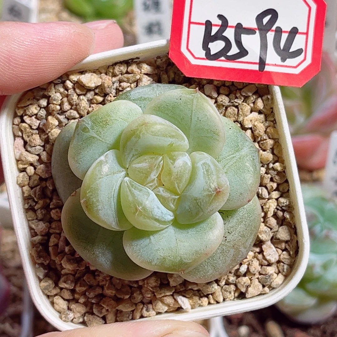B594 一物一拍 无名珍妮
