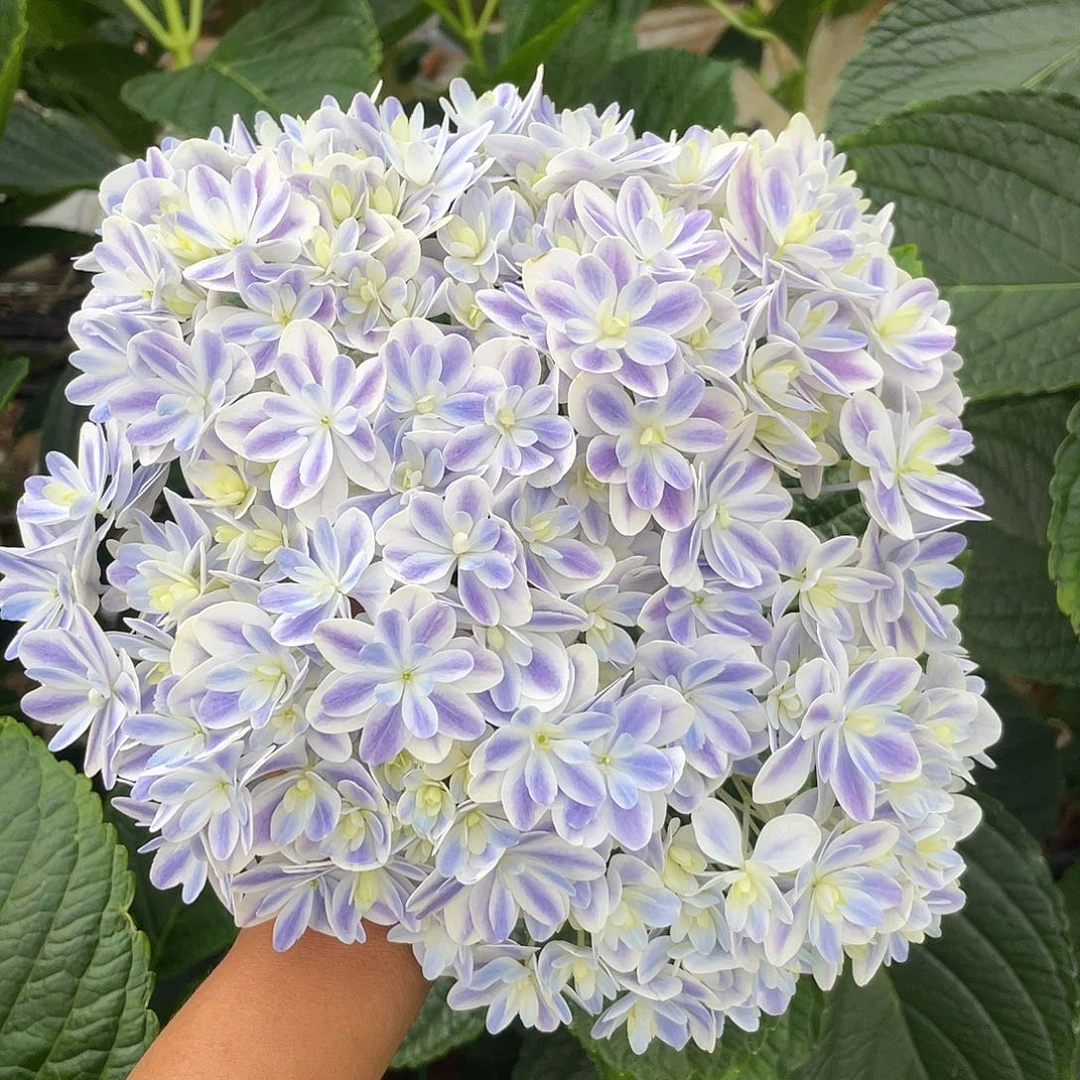 绣球切花一物一拍3枝起包邮，180