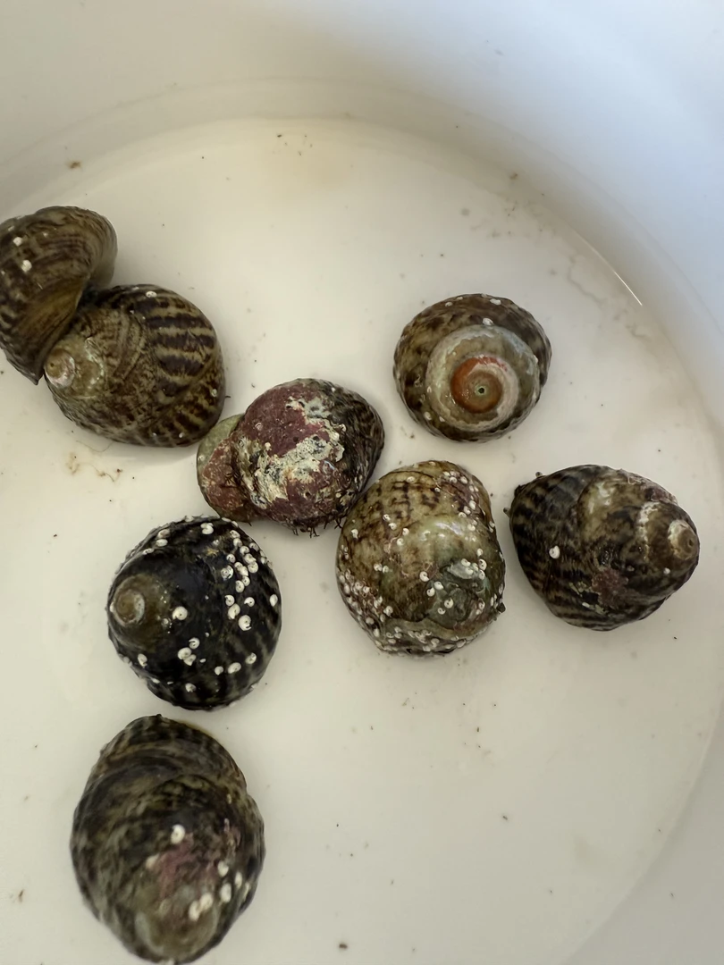 海水螺海缸除藻吃藻观赏螺净化海缸吃藻金环宝螺