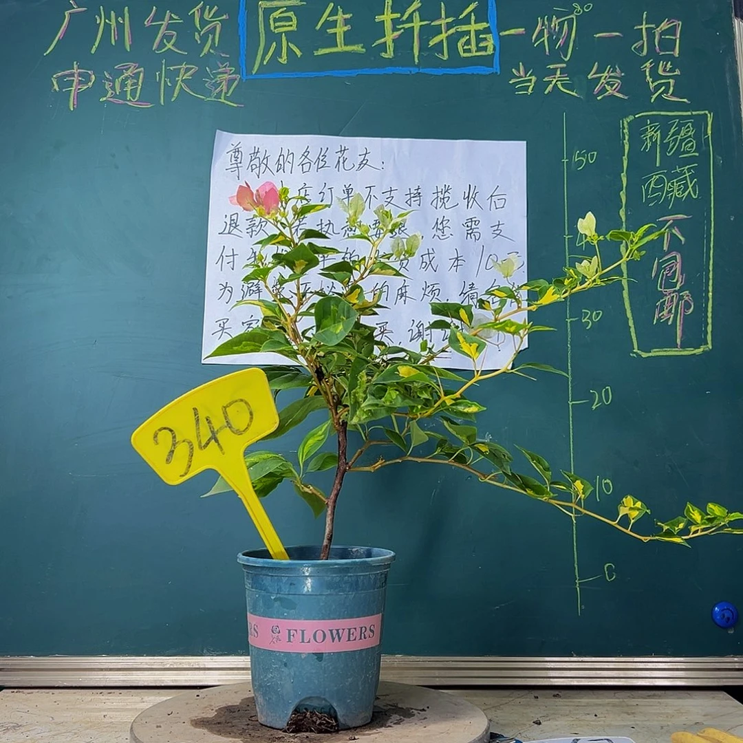 当前无花栽培后可以开花 金心橙白  340