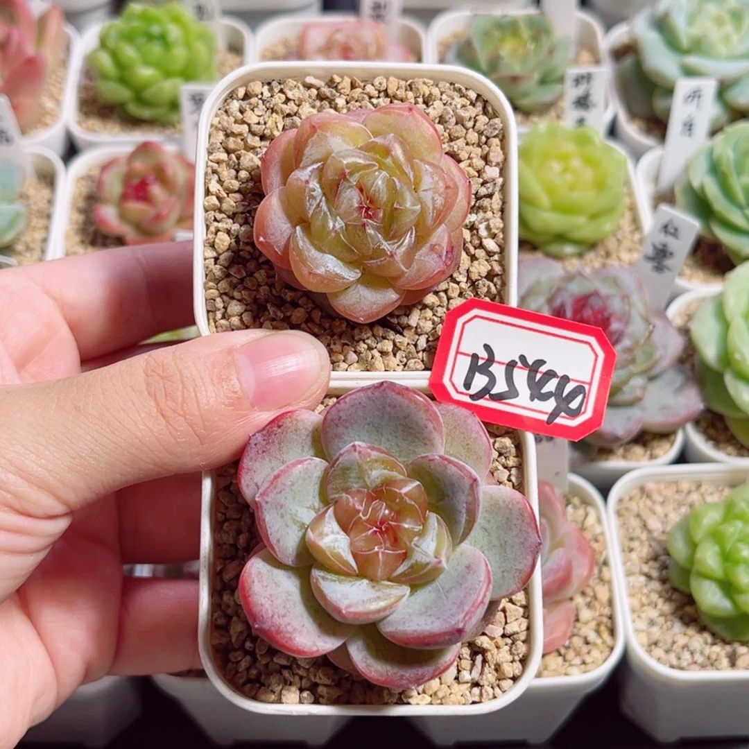 旋****B544 一物一拍 落梨、花蔓