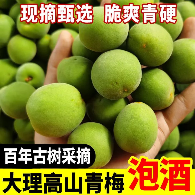 云南大理高山泡酒青梅果现摘野生新鲜青梅子酸梅5斤2025鲜果云南