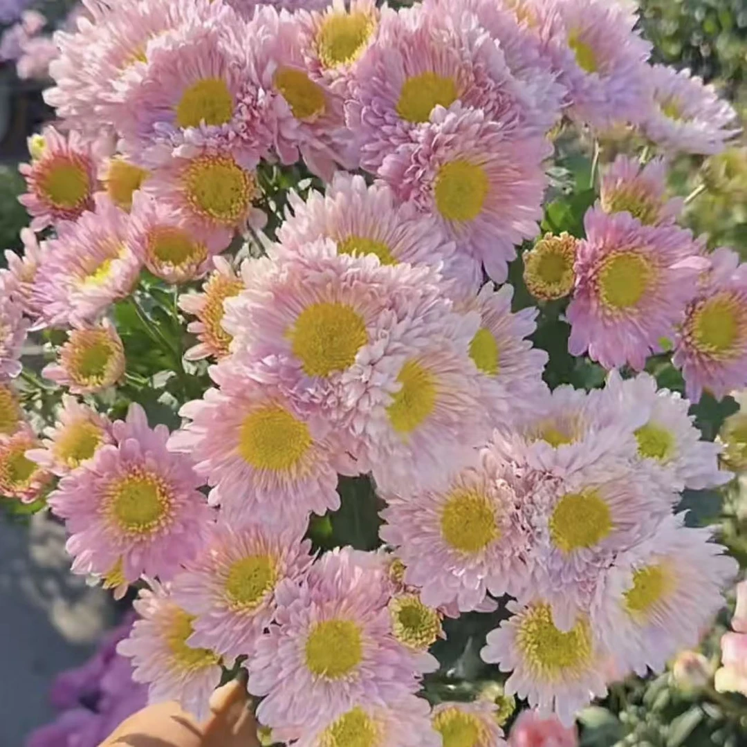 塞拉之光小菊盆栽多年生易爆花发货快新手易养护喜阳植物