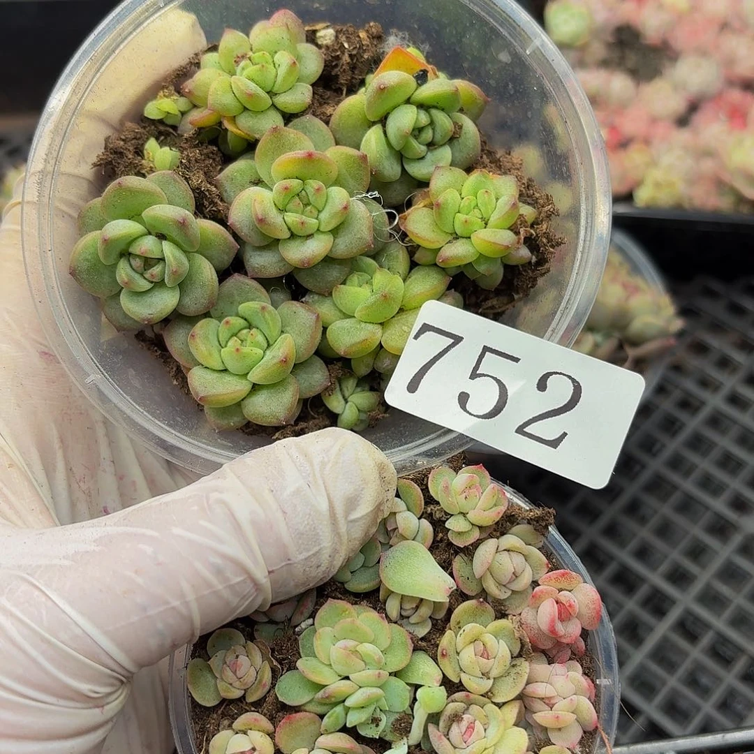 多肉植物多肉植物752