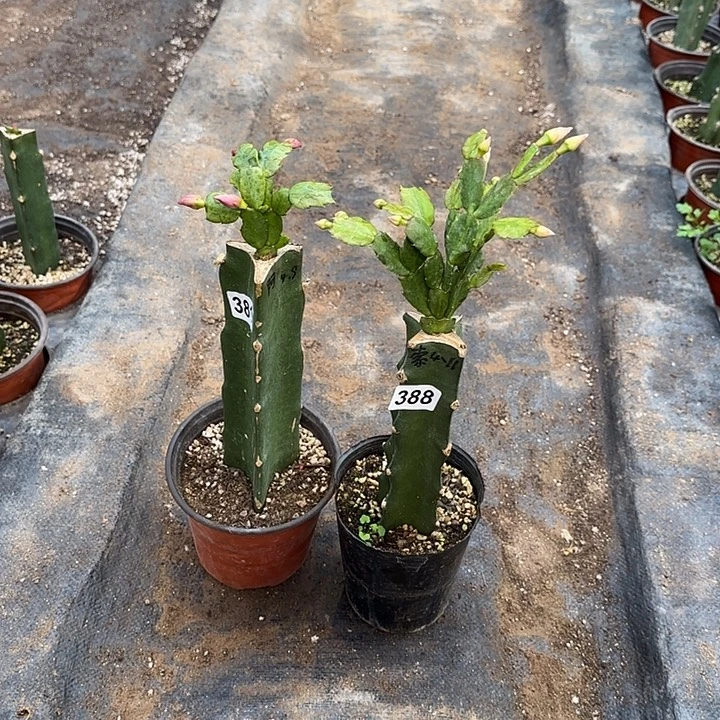 韦***韦381+388嫁接蟹爪兰：阿尔法+索菲亚