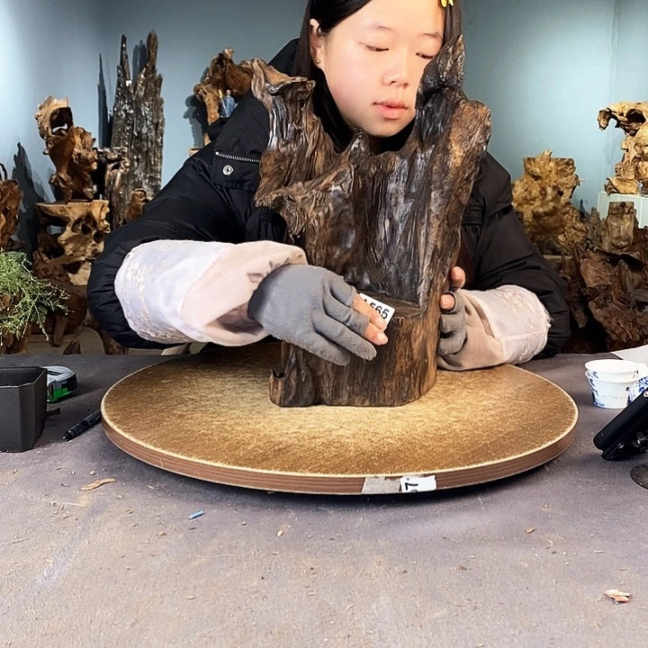 茶盏善*待565株木的随行的根艺