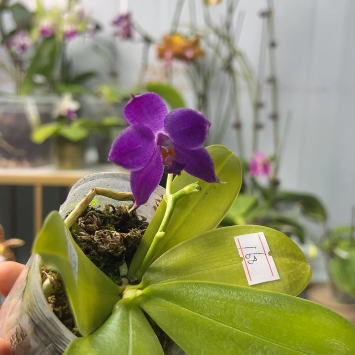 大部分开放少量花苞BKH 2336 2.5寸单花剑紫罗兰淡香都