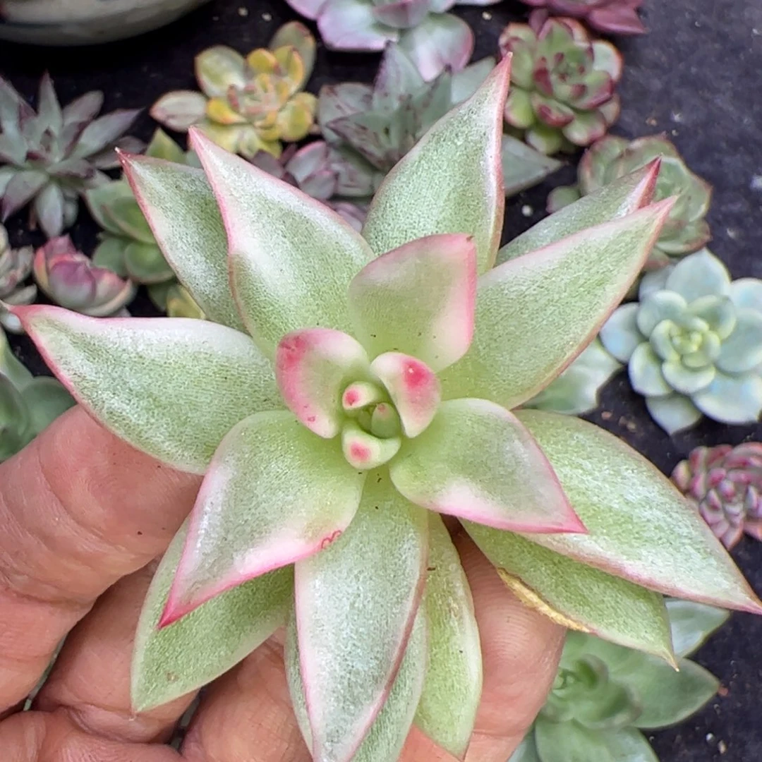 东云，多肉植物组合