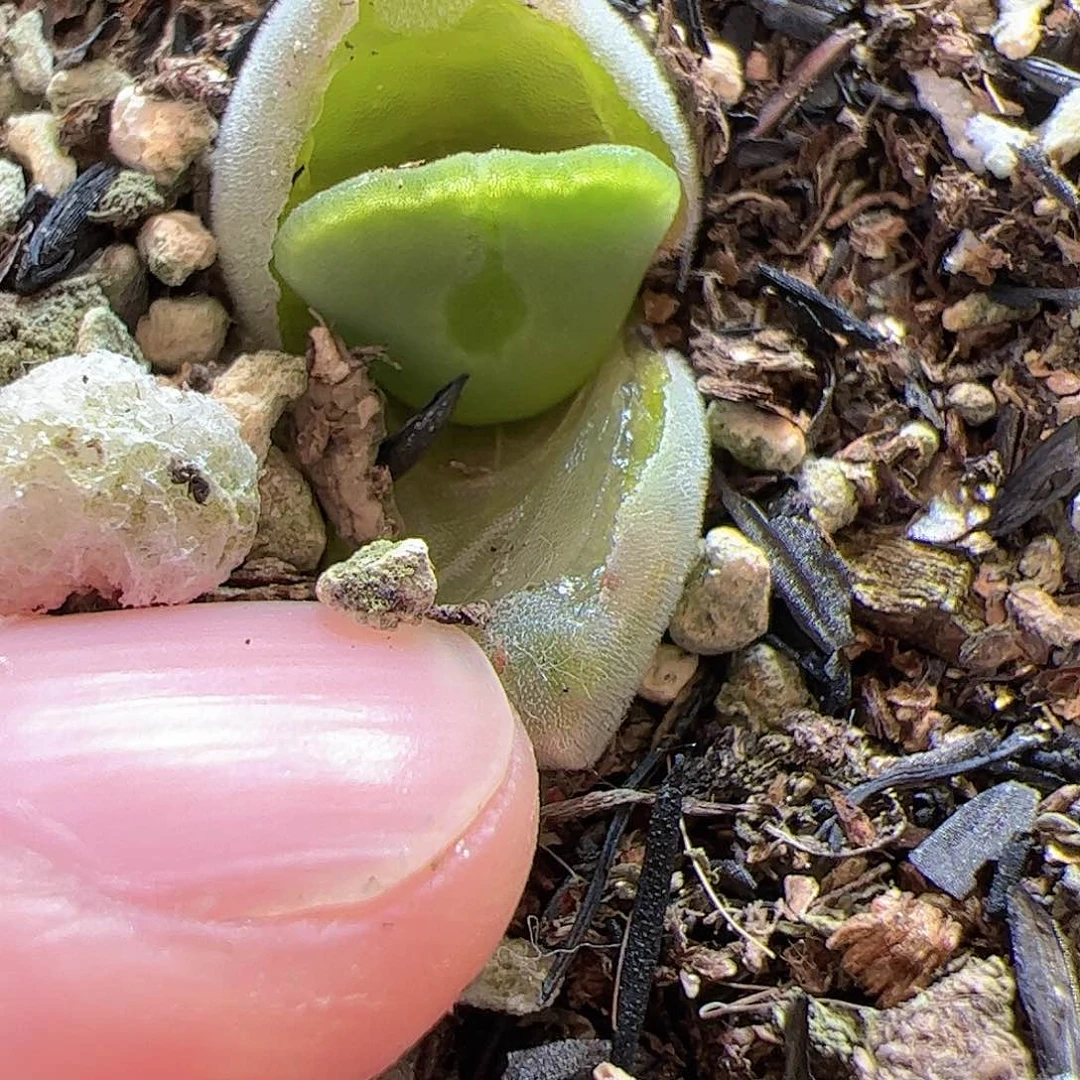 【闪购商品】176 空蝉