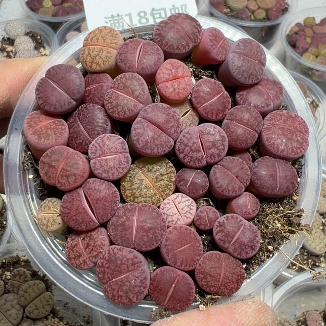 【闪购商品】 740。