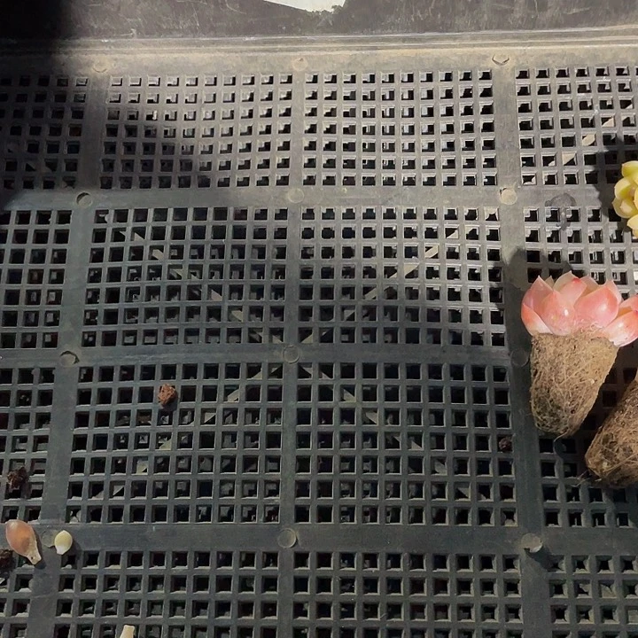 听**.16号筐带土发货