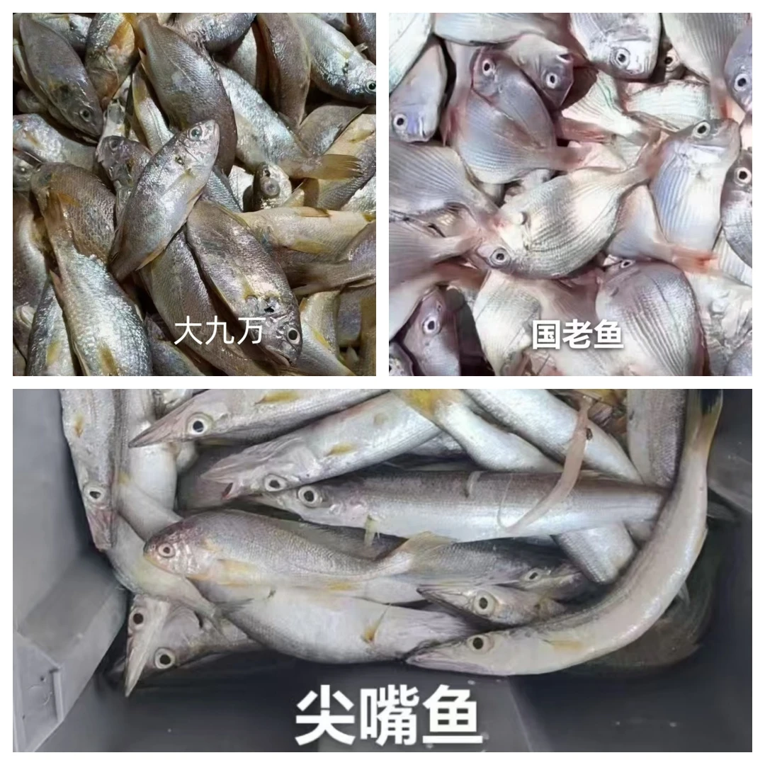 【大表哥】小杂鱼莆田海产文甲海捕新鲜美味油煎红烧包邮