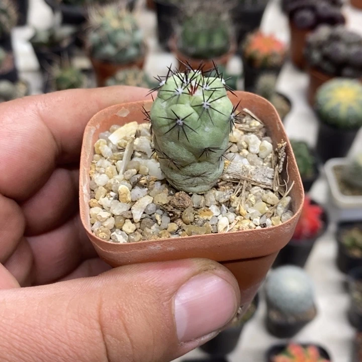 黑刺帝王丸特价福利