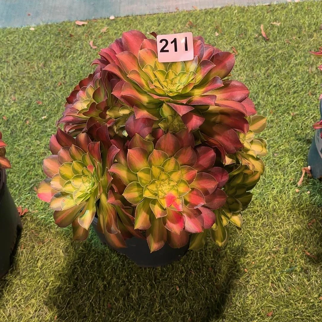 多肉法师韶华211