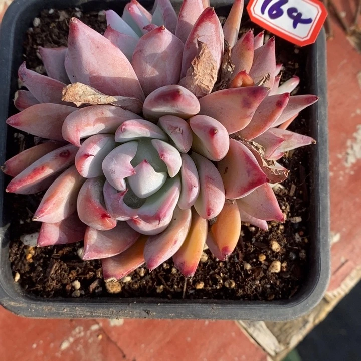 希****嘻一物一拍原卡多人164