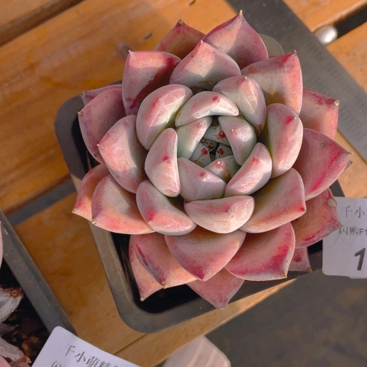 爱***猫谢谢你的支持00000001036