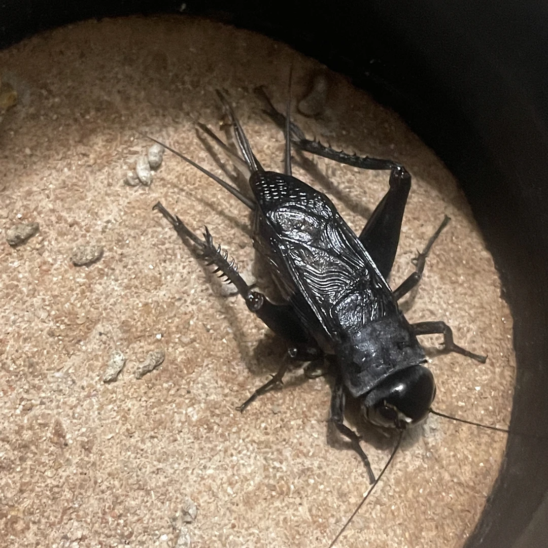 老刘黑虫 油葫芦 精挑 长衣扣壳 夹道子 50/1/2 包活包叫 新脱